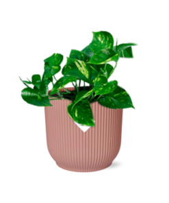 Epipremnum (Scindapsus) – Goudrank – robuuste hangplant – ±14 cm