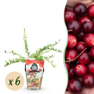 Green Boutiq - Fruitplanten - Blauwe Bes - Vaccinium Macrophylla Early Black - Winterhard - 6 Planten - Pot 9 Cm - Donker Rode  Bes