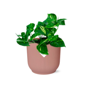 Goudrank (Epipremnum aureum) – robuuste hangplant in roze pot – ±14 cm