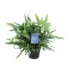 Phlebodium – Gouden Eikvaren – tropische varen met goudgroene bladeren – ±14 cm