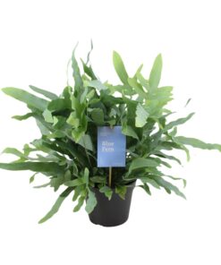 Phlebodium – Gouden Eikvaren – tropische varen met goudgroene bladeren – ±14 cm