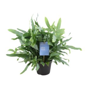 Phlebodium – Gouden Eikvaren – tropische varen – ±14 cm