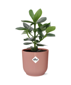 Clusia Princess – Autogramboom – kamerplant met graveerbare bladeren – ±14 cm