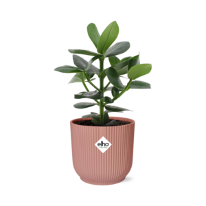 Clusia Princess – Autogramboom – kamerplant met graveerbare bladeren – ±14 cm