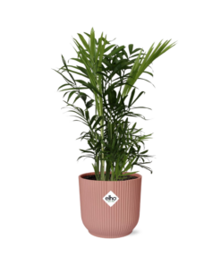 Dwergbergpalm (Chamaedorea elegans) – compacte kamerpalm – ±14 cm