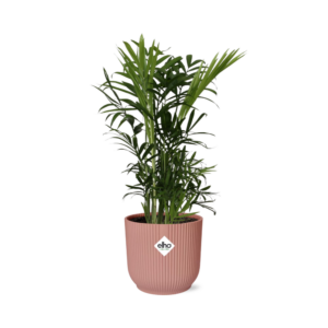 Dwergbergpalm (Chamaedorea elegans) – compacte kamerpalm – ±14 cm