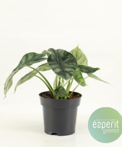 Alocasia Dragon Scale – kamerplant met schildachtig, zilvergroen blad – ±14 cm