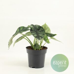 Alocasia Dragon Scale – kamerplant met schildachtig zilvergroen blad – ±14 cm