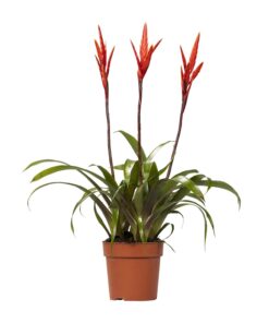 Vriesea Elan Toef – tropische kamerplant met sierlijk toefblad – ±12 cm