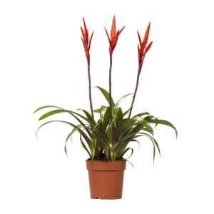 Vriesea 'Elan' Toef – tropische kamerplant met decoratieve bladtoef – ±12 cm