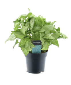 Syngonium White Butterfly – kamerplant met zachtgroen gevlekt blad – ±14 cm