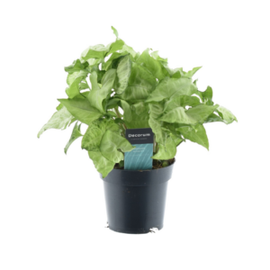 Syngonium White Butterfly – beginnersvriendelijke kamerplant – ±14 cm