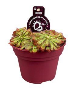 Zonnedauw (Drosera aliciae) – vleesetende kamerplant – ±12 cm