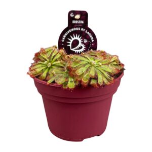 Zonnedauw (Drosera aliciae) – vleesetende vliegenvanger – ±12 cm