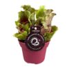 Sarracenia – vleesetende kamerplant met trompetvormige kannen – pot 12 cm