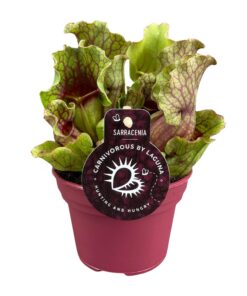 Sarracenia – vleesetende kamerplant met trompetvormige kannen – pot 12 cm
