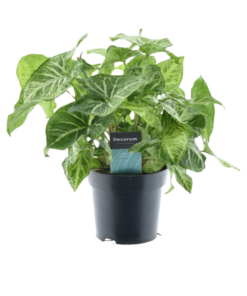 Syngonium 'Arrow Feel Green' – compacte kamerplant met pijlvormig blad – ±14 cm