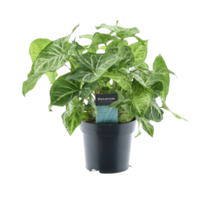 Syngonium 'Arrow Feel Green' – beginnersvriendelijke kamerplant – ±14 cm