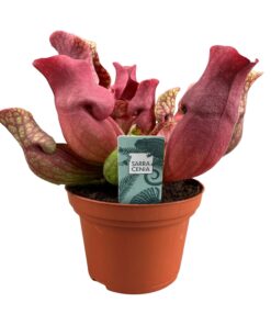 Sarracenia 'Maroon' – bekerplant – vleesetende kamerplant – pot 12 cm