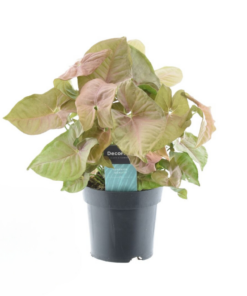 Syngonium Red Heart – kamerplant met rood-groen hartvorming blad – ±14 cm