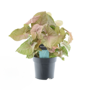 Syngonium Red Heart – rood-groen hartvormig blad – ±14 cm
