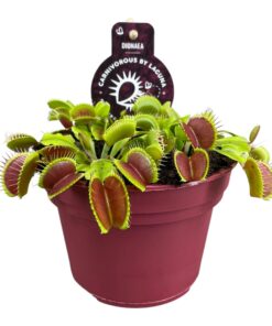 Vliegenvanger (Dionaea muscipula) – vleesetende kamerplant – pot 12 cm