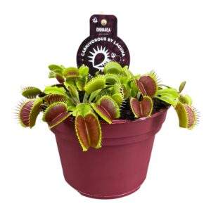 Vliegenvanger (Dionaea muscipula) – vleesetende kamerplant – pot 12 cm
