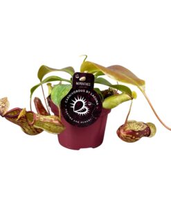 Nepenthes Gaya - Ø12 ↕17