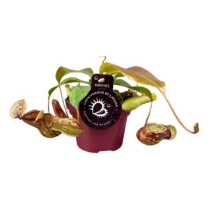Nepenthes Gaya – vleesetende kamerplant met sierlijke vangkruiken – pot 12 cm