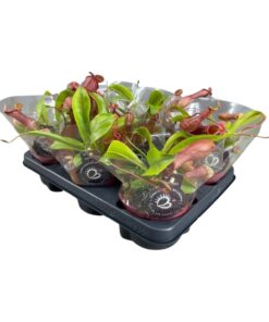 Nepenthes bekerplant – vleesetende kamerplant – ±12 cm