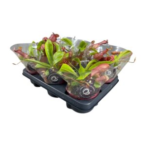 Nepenthes bekerplant – vleesetende kamerplant met tropische vangbekers – ±12 cm