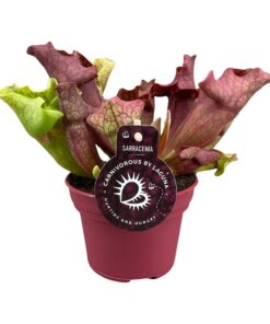 Sarracenia bekerplant – vleesetende kamerplant – pot 12 cm