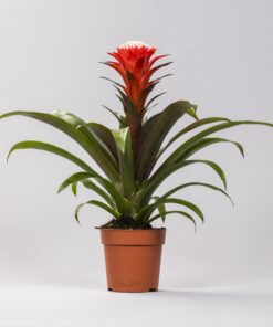 Guzmania Hope – tropische bromeliad met felgekleurde schutbladen – pot 12 cm