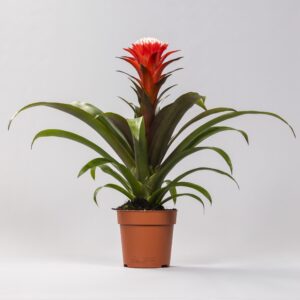 Guzmania Hope – tropische bromeliad met langdurige kleurrijke bloei – pot 12 cm
