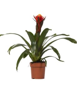 Guzmania 'Happiness' – tropische kamerplant – pot 12 cm