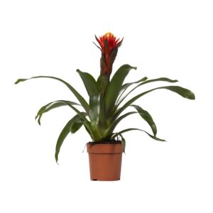 Guzmania 'Happiness' – tropische kamerplant – pot 12 cm
