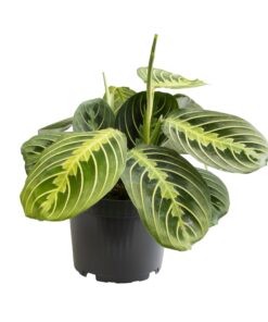 Maranta Lemon Lime – kamerplant met opvallend gestreept blad – pot 12 cm