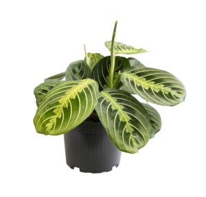 Maranta Lemon Lime – gebedsplant met felgroen gestreept blad – pot 12 cm