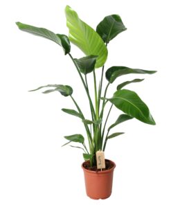Strelitzia Nicolai – witte paradijsvogelplant met bananenbladeren – pot 21 cm