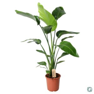 Strelitzia nicolai – witte paradijsvogelplant met bananenbladeren – pot 21 cm