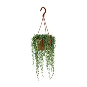 Erwtenplant (Senecio herreianus) – droogtetolerante hangplant – ±12 cm