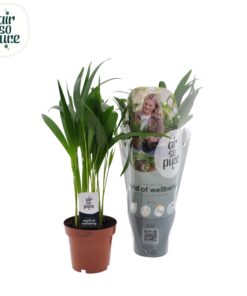 Goudpalm (Dypsis lutescens) – luchtige tropische kamerpalm – ±12 cm