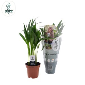 Goudpalm (Dypsis lutescens) – luchtige tropische kamerpalm – ±12 cm