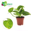 Epipremnum – Scindapsus / Pothos – makkelijke hangkamerplant – ±12 cm