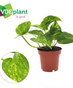 Epipremnum – Scindapsus / Pothos – makkelijke hangkamerplant – ±12 cm