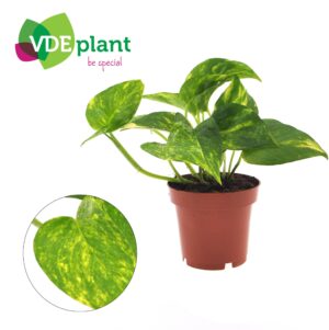 Epipremnum aureum (Scindapsus / Pothos) – makkelijke hang – ±12 cm