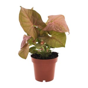 Syngonium Neon – kleurrijke kamerplant met roze-groene pijlbladeren – ±12 cm