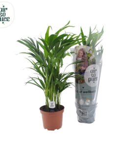 Goudpalm (Dypsis lutescens) – luchtige kamerpalm met goudgele stelen – ±17 cm