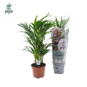Goudpalm (Dypsis lutescens) – luchtige kamerpalm met goudgele stelen – ±17 cm