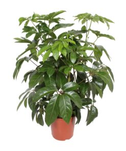 Schefflera – grote kamerplant met indrukwekkend vingerblad – ±30 cm